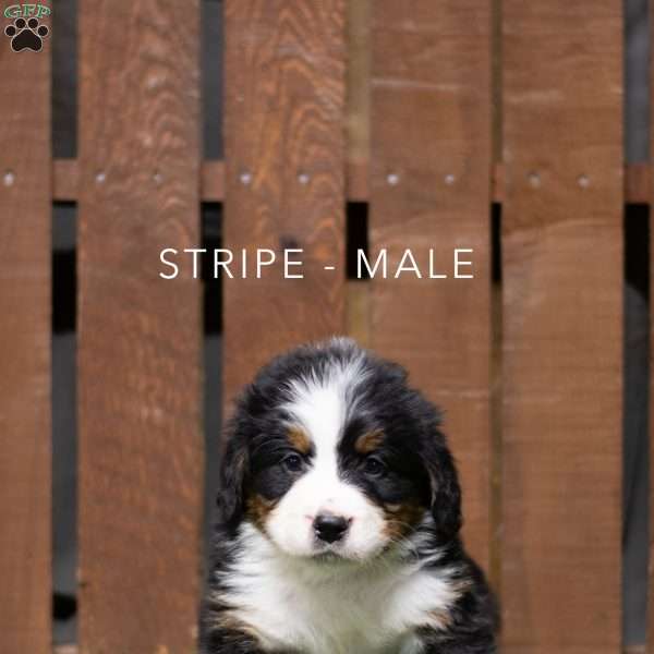 Stripe, Bernese Mountain Dog Puppy